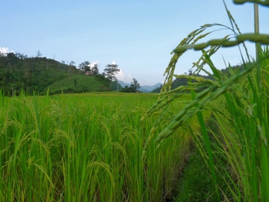 Rice Paddies almost ready for harvest.
