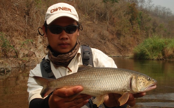 Burmese Trout - fly fishing in Mae Hong Son province