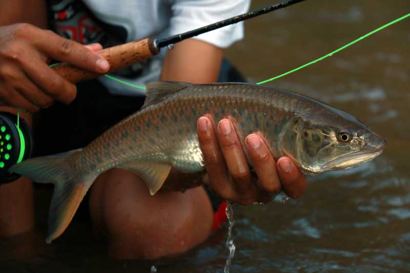 burmese-trout-fishing-thailand