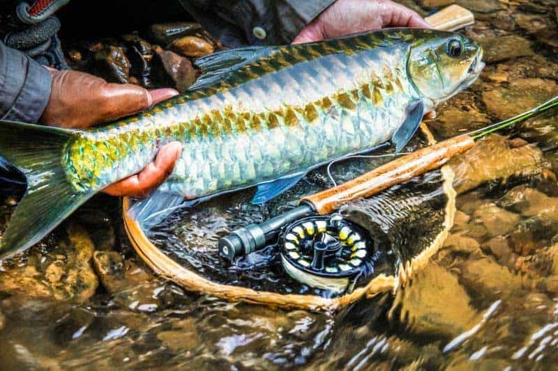 catch-and-release-fly-fishing-thailand