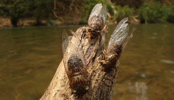 Cicada hatches - freestone river fishing, Mae Hong Son province...