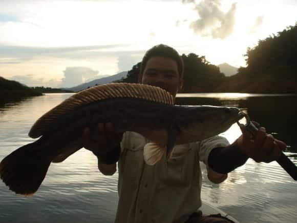 Giant Snakehead fishing Thailand