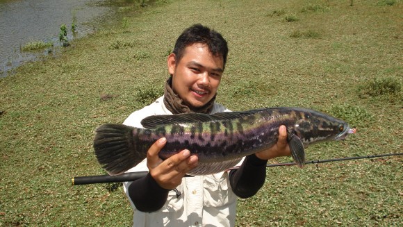Giant Snakehead fishing in Thailand