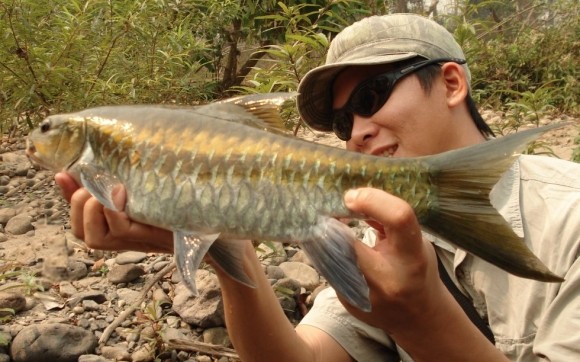Masear Fish Freshwater Sports Fish Species - Thailand | NG River Guides