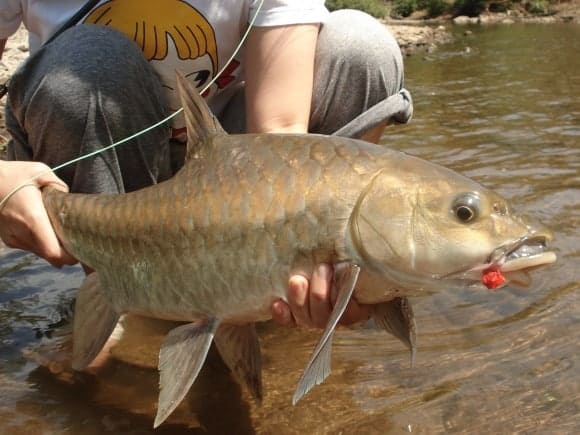 Masear Fish What Is Mahseer Fish