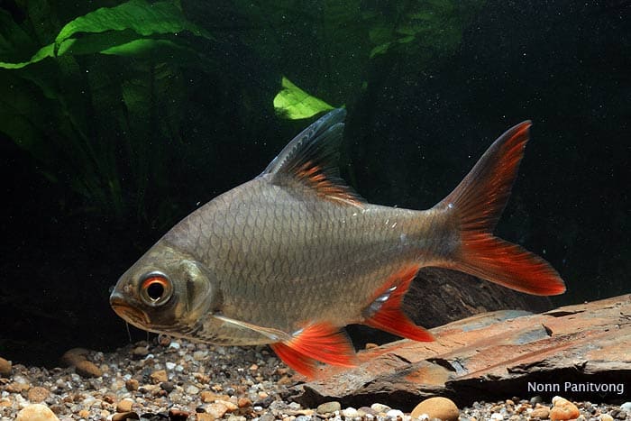 Timphol Fish Other Freshwater Fish Species in Thailand | NG River Guides